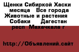 Щенки Сибиркой Хаски 2 месяца - Все города Животные и растения » Собаки   . Дагестан респ.,Махачкала г.
